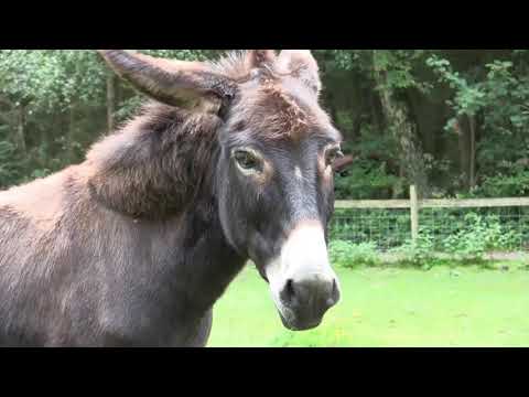 Ein zwei drei - eine Wildparkzählerei
