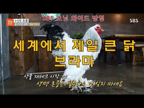 , title : 'SBS 모닝와이드/수상한소문 - 세상에서 제일 큰 닭 브라마(Brahma)'