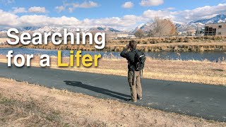 Birding for a New Lifer Along the Jordan River in Salt Lake City