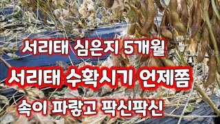 서리태 수확시기 2021 청자 5호 [서리태 재배]