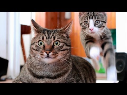 Awesome Cats - Bobo & Nikita
