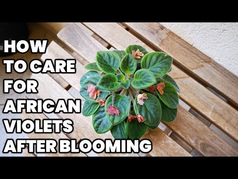 , title : 'How to care for African Violets after blooming🌸 🌿'
