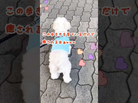 犬に一歩ずつ歩くように教える