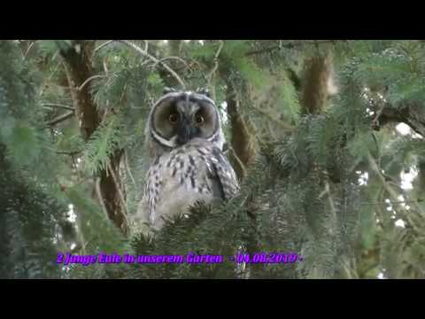 2 Junge Waldohreulen in unserem  Garten 04.08.2019