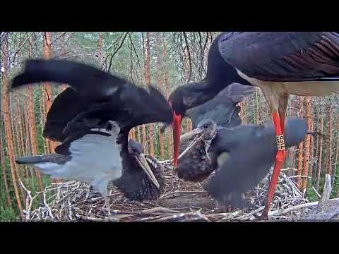 Karula, Estland 2018_08_11 Dritte Fütterung von Karl, volle Kröpfe