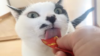 朝からちゅ〜るキメて食欲アップするうめ