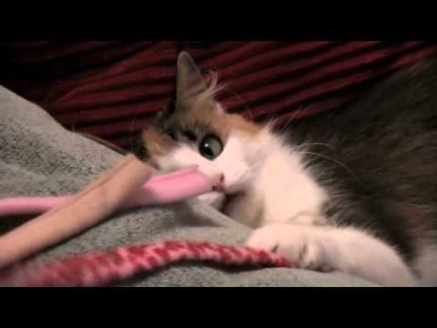 My Cat Lucina Purrington's Most Amazed Face