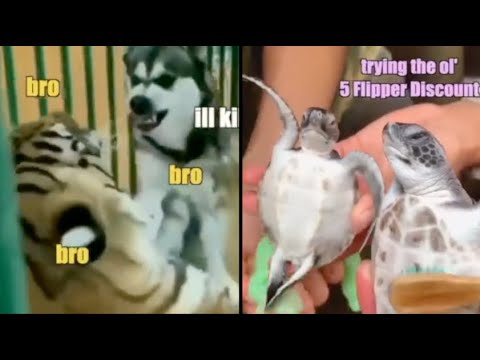 Best Animal Voiceovers - Ep. 28