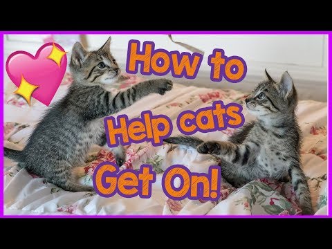 My cats don't get along - How to help your cats get on!