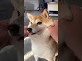Finding out how SQUISHY this Shiba Inu is 😍