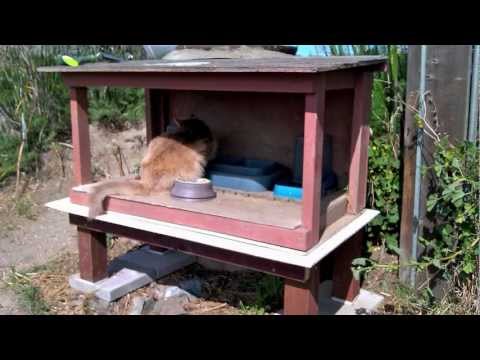How to skunk-proof a feral cat feeding station