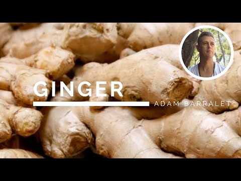 Ginger - the oil of power