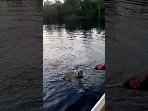 santa Isabel do Rio Negro - AM. último dia de pesca!