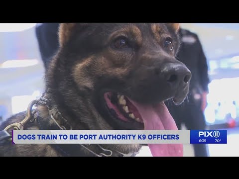 From dogs to K-9 officers: behind the scenes at Port Authority Police Department specialized trainin