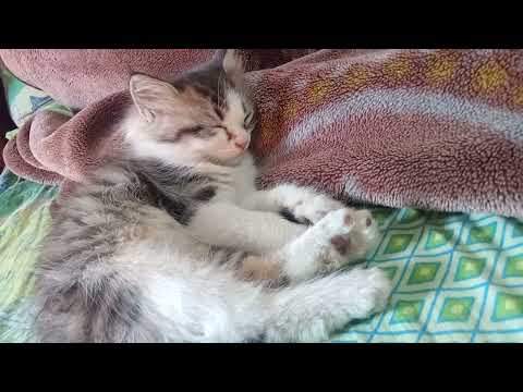 cat lovers 🐈#animals #syeda huma