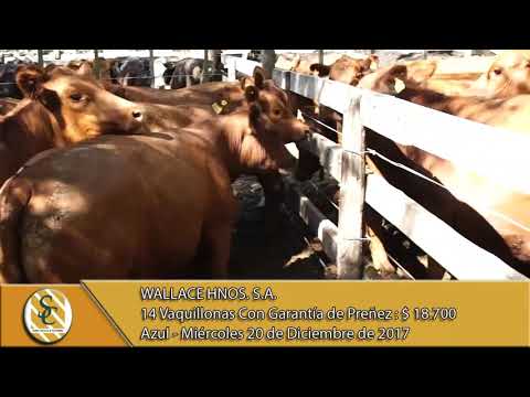 20-12-17 Venta de Vientre - Wallace Hnos. S.A. - Azul