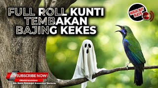 Download lagu 🔴 Live Masteran Cucak Cungkok Super Gacor Full Kunti Panjang Variasi 2026 Tembakan Bajing Kekes mp3