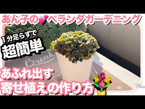 園芸 リクニスカッコウの花、リクニ科、草原のカーネーション