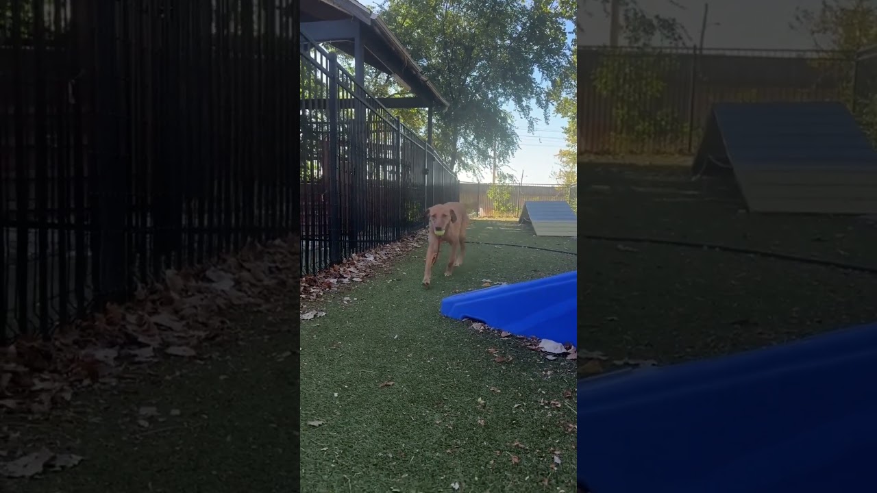 Enlarge Skylar, a Adoptable Yellow Labrador Retriever in Saint Louis, MO video 2/2