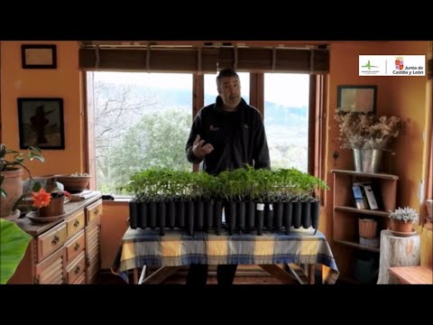 Huerto ecológico - 6 entrega - la siembra