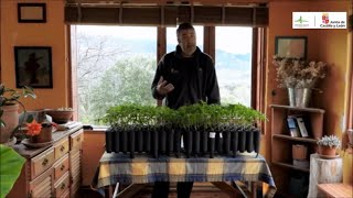 Huerto ecológico - 6 entrega - la siembra