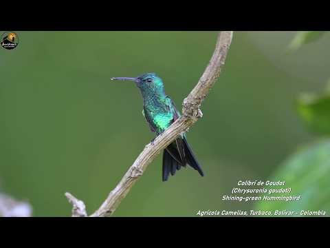 Sonido canto reclamo de Colibrí de Goudot (Chrysuronia goudoti) - Shining-green Hummingbird.