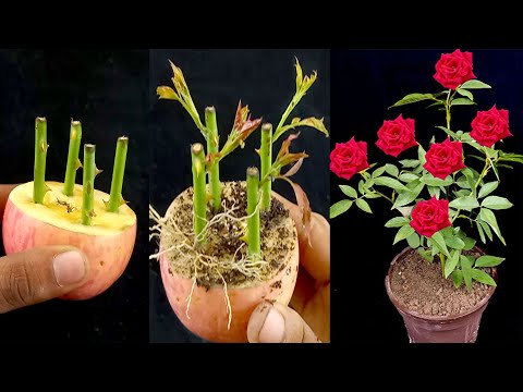 Grow roses from cuttings using apple | How to propagate rose tree from cuttings
