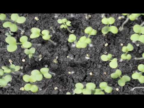 Time lapse Mustard seedling germination