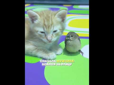 История о дружбе котика и птички 🥺