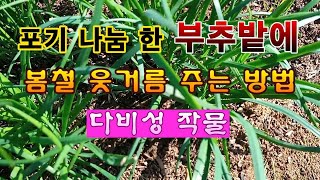 [텃밭농부 1,818]  포기 나눔 한 부추밭에 웃거름 주는 방법. #부추재배
