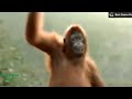 Monkey Natu Natu Song
