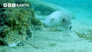 Mother Fish Tirelessly Defends Brood | Wild Mexico | BBC Earth