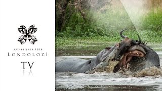 Hippo vs Crocodile Fight for Struggling Wildebeest - Londolozi TV