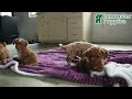 Miniature Poodle dogs for sale: Indie - Video 1