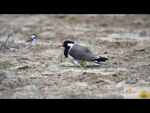 Red Watteld Lapwing and chicks  parenting  behaviour  kutch