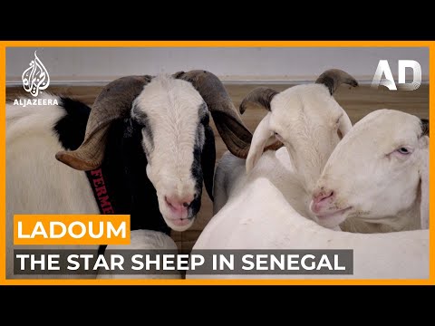 , title : 'Ladoum: Senegal's Star Sheep | Africa Direct Documentary'