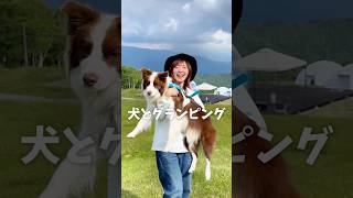 犬とグランピング【群馬尾瀬キャンプ編】