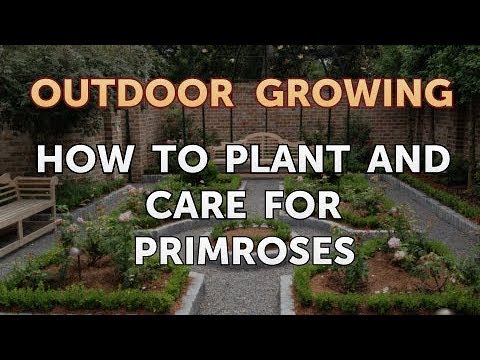 Will Salt or Vinegar Kill Bamboo