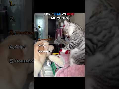 TOP 5 CAT VS DOG MOMENTS // #funny #funnymoments #cat #dog