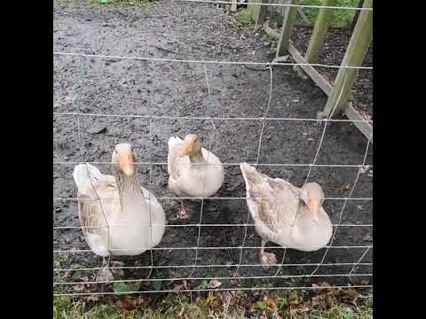 Honk Honk am a goose