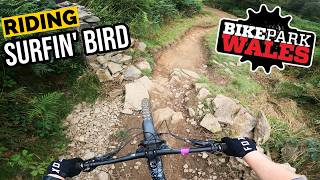 Riding Surfin' Bird at Bike Park Wales