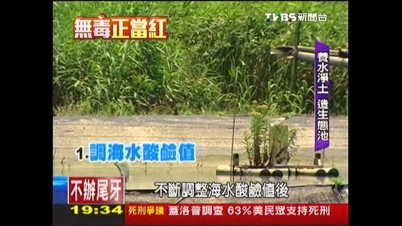 【無毒正當紅】養魚為了養好蝦! 費心營造無毒生態