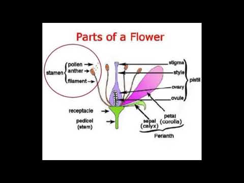 Natural bee pollen, packaging type: jar, grade standard: foo...