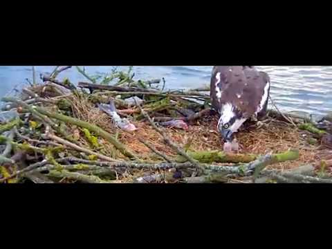Feeding time for 2 osplets, did I miss a hatch? - Rutland Osprey Project