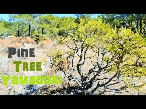 Pine Tree Υamadori Hunting Vol. 10 - Bonsai Inspiration From Nature Deep in The Forest