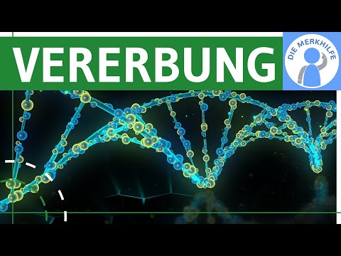 How does inheritance work? Chromosomes, theory, karyotype & human life cycle - Genetics