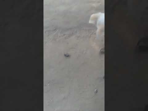 බලු කුරුමිණි රන්ඩු