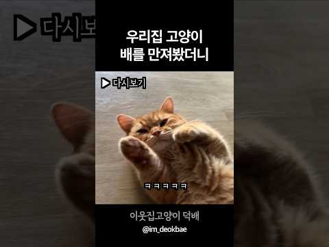 우리집 고양이 배를 만졌더니ㅋㅋ