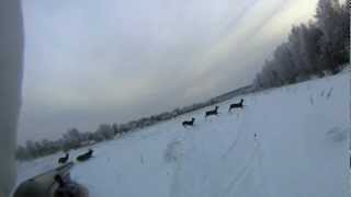 Смотреть онлайн Охота на благородных оленей зимой