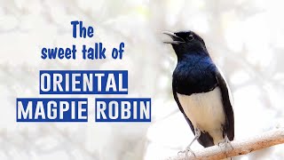 Download lagu SUARA Oriental Magpie Robin [Panggilan Burung] [Suara Burung] #bird_calls - दयाळ - മണ്ണാത്തി mp3